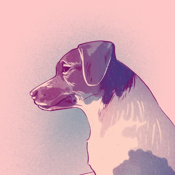 Luna, the studio dog